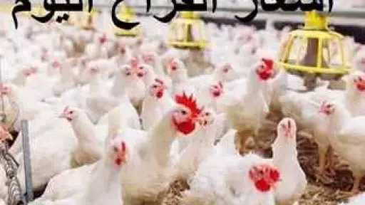 استقرار أسعار الدواجن والبيض في...