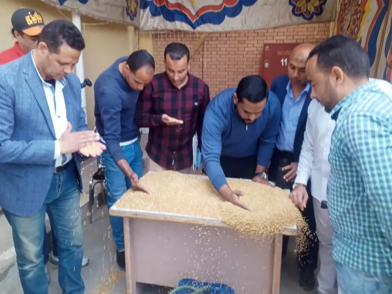 توريد القمح - اقرأ الخبر