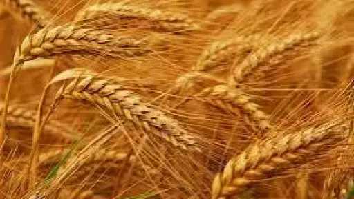 رغم الأزمات العالمية.. مصر تحقق...